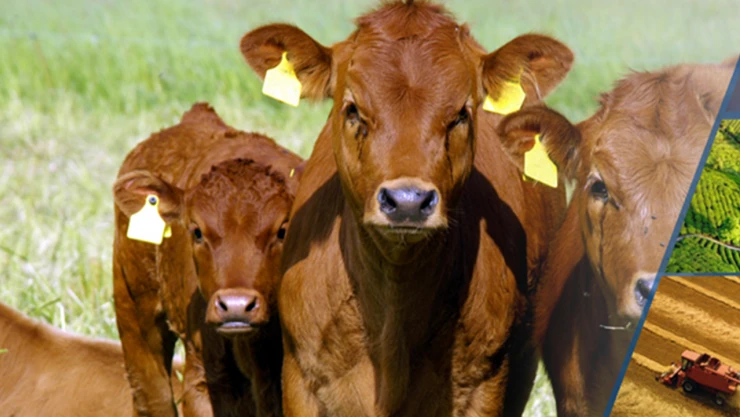 3.3 milyar liralık destekleme ödemesi hesaplara aktarılıyor