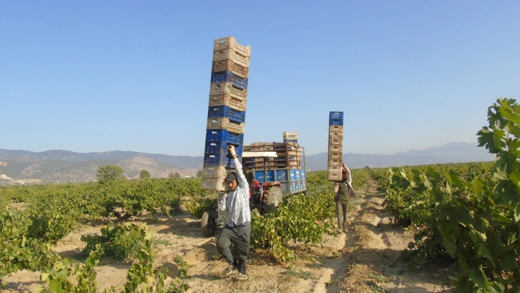 50 bin dekarlık alanda üzüm hasadı başladı