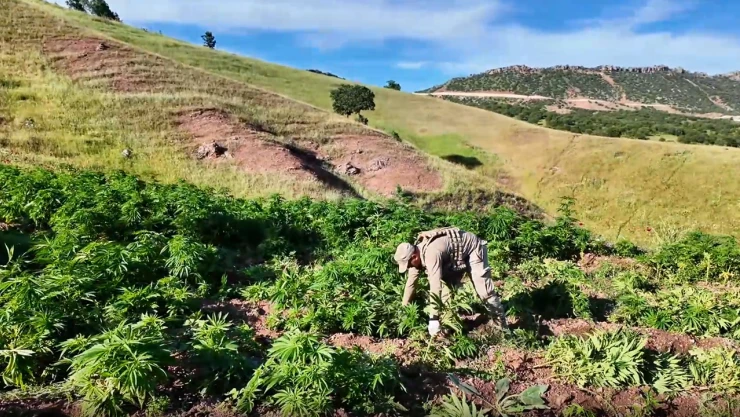 7 milyon 543 bin kök kenevir ve skunk ele geçirildi