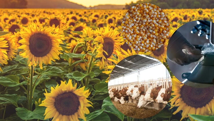 8.1 milyar liralık destekleme ödemesi hesaplara aktarıldı