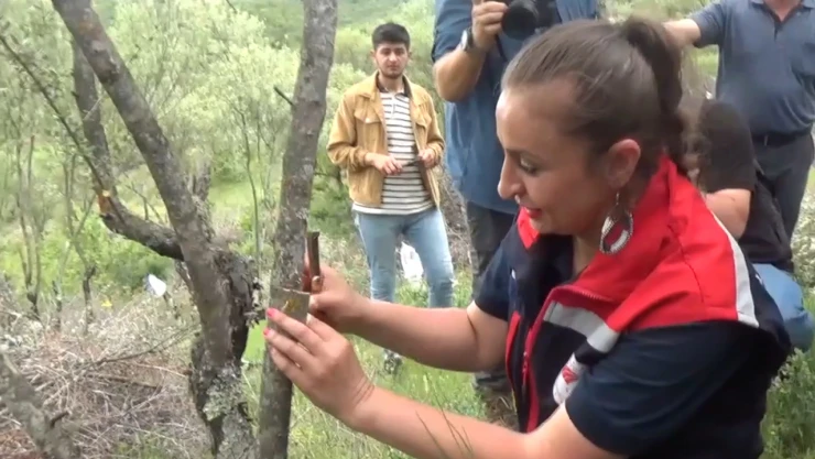 80 bin yabani zeytin ağacı aşılanarak ekonomiye kazandırıldı