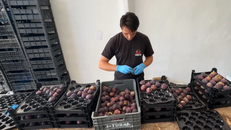 AB tescilli siyah incir ABD hariç dünyanın her yerine gidiyor