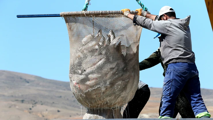 Ada ülkelerinin de yer aldığı 49 ülkeye Kayseri'den balık ihracatı