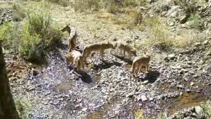 Akdeniz'deki yaban hayatını fotokapanlar görüntüledi