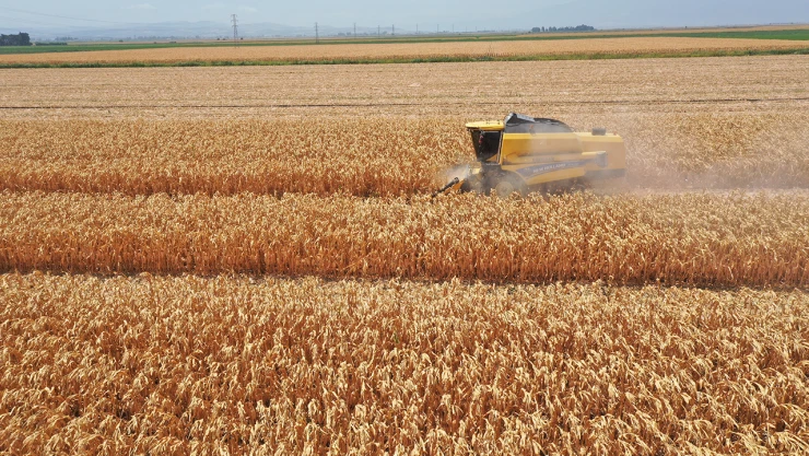 Amik Ovası'nda mısır hasadı başladı