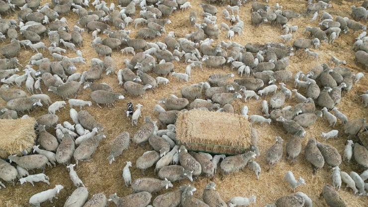 Anadolu'nun kalbinde binlerce kuzunun anneye yolculuğu