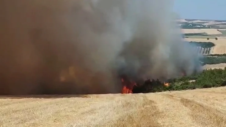 Anız yangını ormana sıçradı