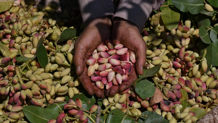 Antep fıstığının ilk hasadı davul zurna eşliğinde yapıldı