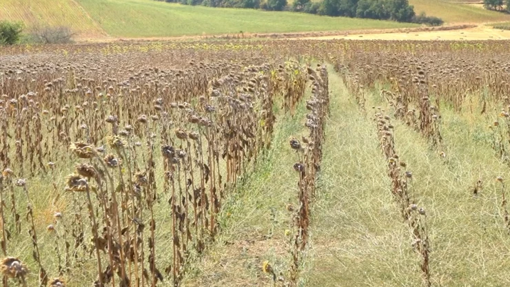 Aşırı sıcaklardan dolayı ayçiçeğinde verim kaybı