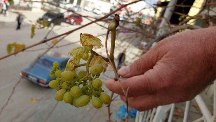 Asma, kış ortasında üzüm verdi