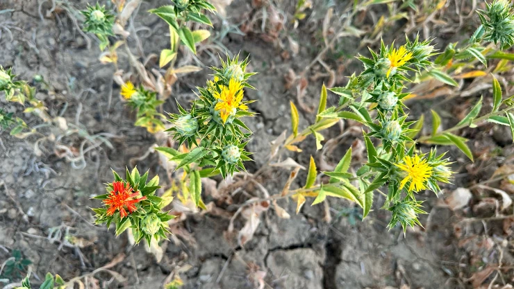 Atıl tarım arazilerini ekonomiye kazandırmak için ekilen aspir çiçek açtı