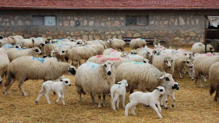 Bafra ırkı koyunların doğum sezonu başladı