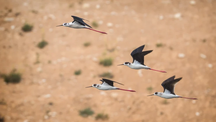 Bakan Kurum'dan Milleyha Kuş Cenneti için koruma projesi talimatı