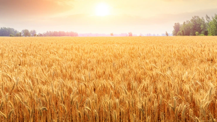 Bakan Yumaklı açıkladı! Gıda ihtiyacında herhangi bir risk söz konusu değil