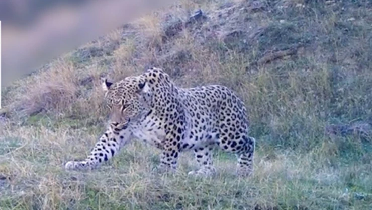 Bakan Yumaklı, Anadolu Parsı'nın yeni görüntüsünü paylaştı