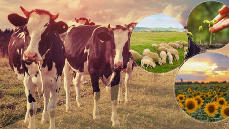 Bakanlık duyurdu 300 milyon TL ödeme hesaplara aktarıldı