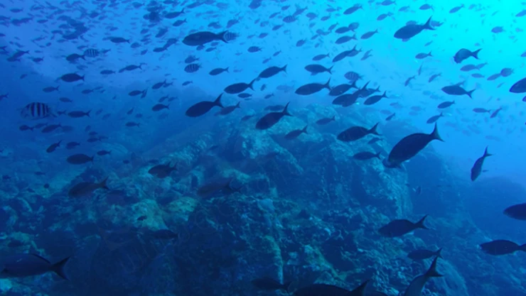 Balıkçıları yakından ilgilendiriyor, Kırmızı Liste uygulaması başlıyor