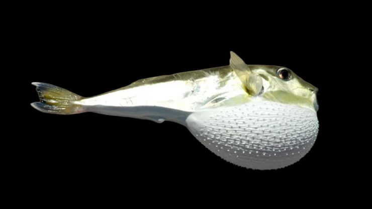 Balon balığı avcılığına yönelik destekleme tutarı artırıldı