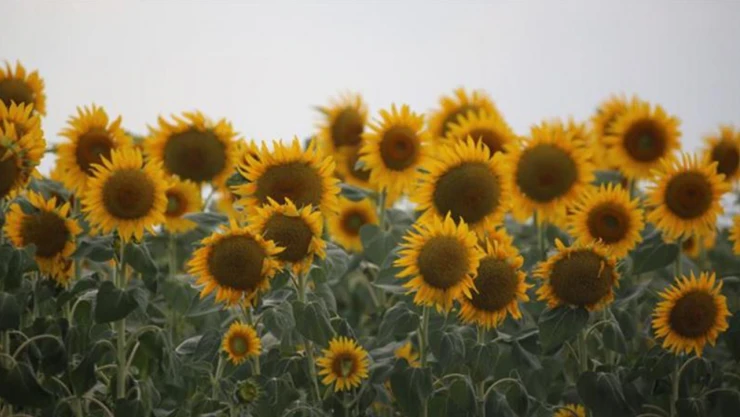 Bayram öncesi çiftçilere müjde