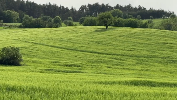 Bereketli tarım alanlarına 200 bin dekar alana hububat ekildi