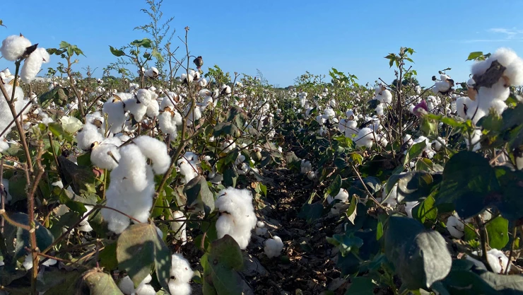 Beyaz altında hem kalite hem görsel şölen