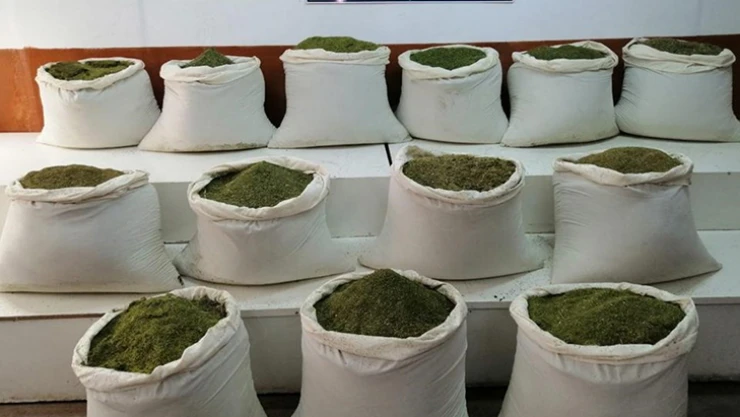 Binlerce kök kenevir ve yüzlerce kilo esrar maddesi ele geçirildi
