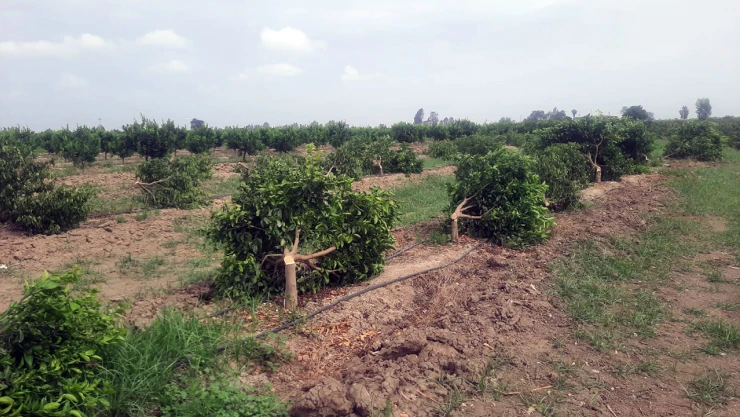Bir bahçedeki 460 mandalina ağacına zarar verildi