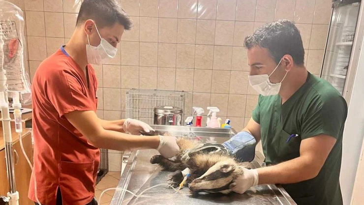 Bir evin bahçesinde bulundu, tedavi altına alındı