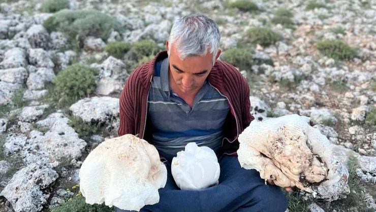 Bir kişi toplam 20 kilogramlık dört mantar buldu