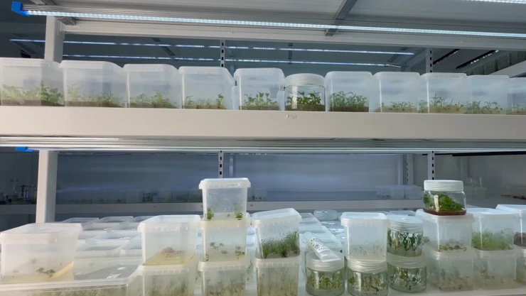 Bitki kök hücresinden kırışıklık giderici krem geliştirildi