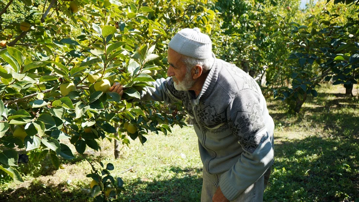 Bu bahçenin tüm ürünleri ücretsiz