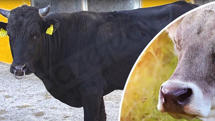 Büyükbaş hayvancılıkta, Yerli Kara ve Boz Irk ıslah projeleri başlıyor