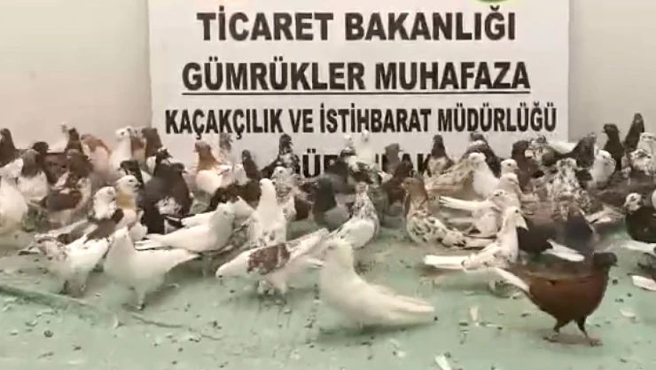 Cancan cinsi 85 güvercine el konuldu