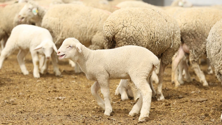 Canlı Hayvan Borsası'na ücretsiz ring seferleri başladı!