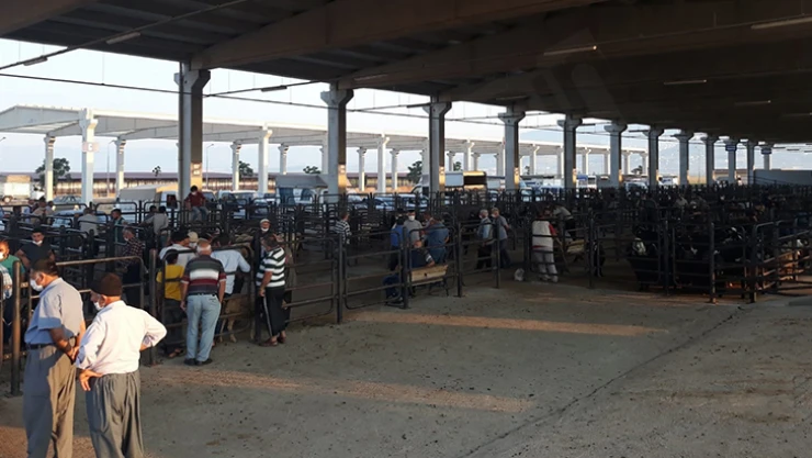 Canlı Hayvan Borsası'nda padok kiralama işlemleri başladı!