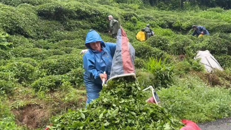 Çay bahçelerinde ilk sürgün hasadı