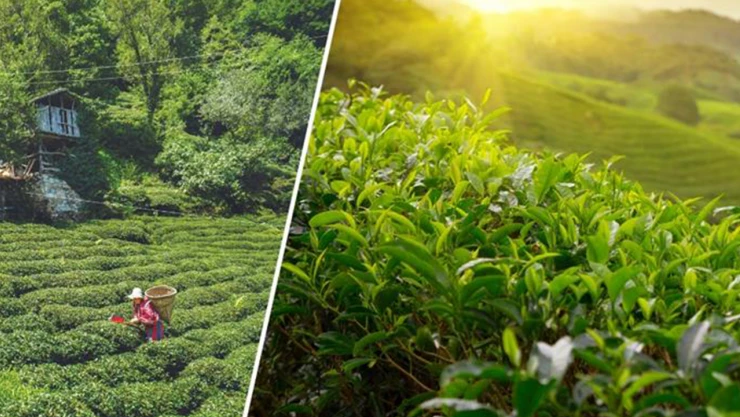 Çay üreticilerine 303 milyon 717 bin liralık ödeme yapılacak