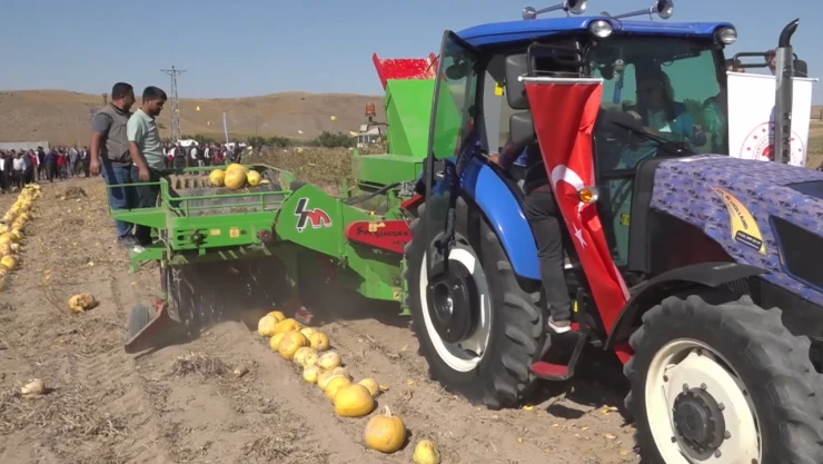 Çerezlik kabak çekirdeği hasadı başladı