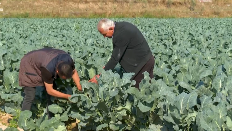 Çiftçiler ekim yağmurlarıyla rahat bir nefes aldı