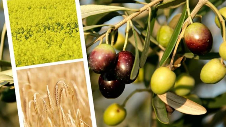 Çiftçilere 827 milyon liralık tarımsal destek ödemesi başladı