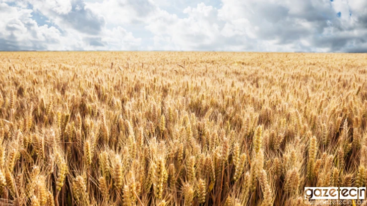 Çiftçilere müjde! Destekleme ödemeleri yarın hesaplara aktarılacak