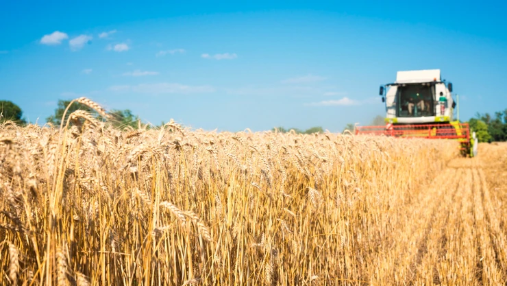 Çiftçilerin merakla beklediği fiyatları, TMO duyurdu