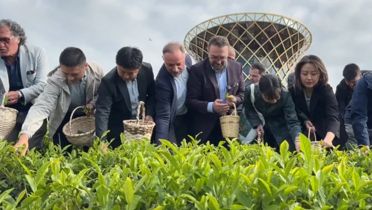 Çinli akademisyenler Rize'de çay topladı