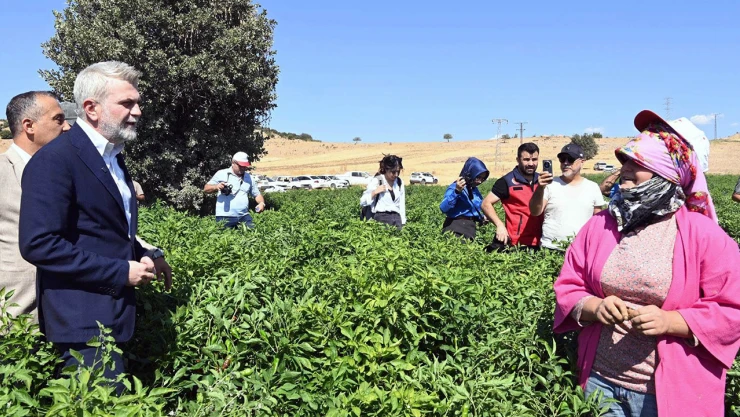 Coğrafi işaretli Maraş Biberi'nin hasadı yapıldı