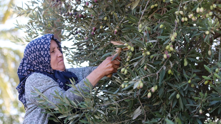 Coğrafi işaretli ürünler yaygınlaştırılıyor