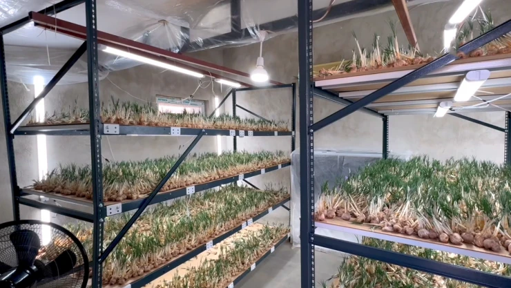 Deneme amaçlı kurduğu tesiste topraksız safran üretimi yapıyor