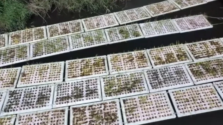 Deniz kirliliğine çözüm yüzer bitki adaları