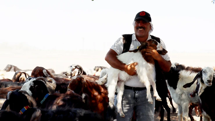 Depremde hayvanları telef olan besici, devlet desteğiyle sürüsünü büyüttü