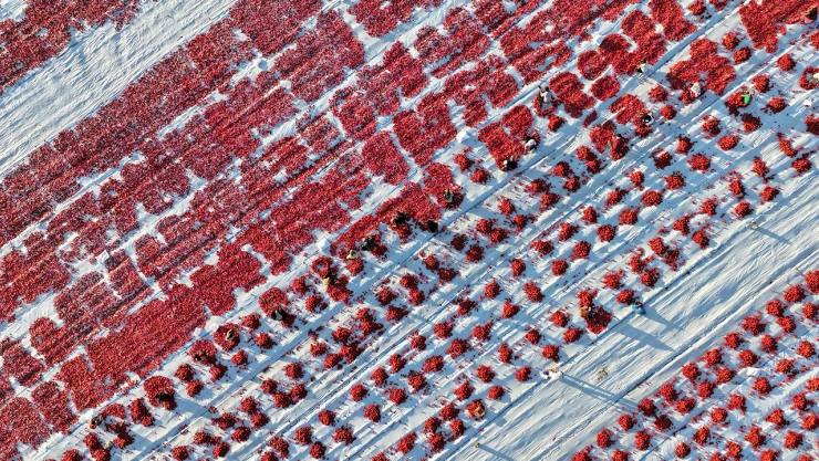 Devasa araziler, domates kırmızısıyla renklendi