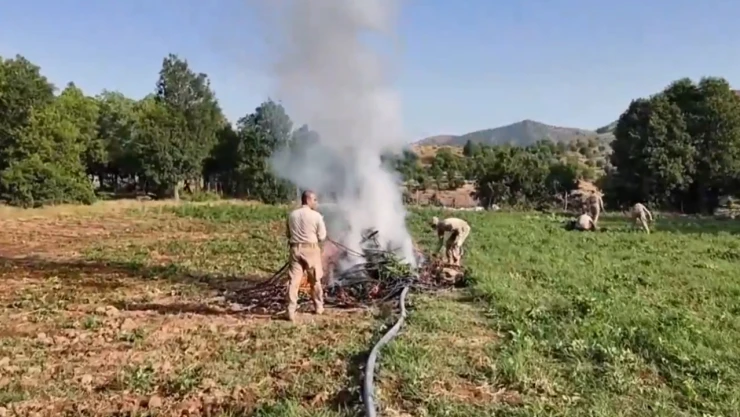 Diyarbakır'da 4 milyon 459 bin adet kök kenevir ele geçirildi